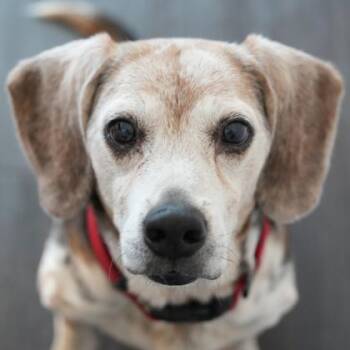 Beagle and Mixed Breed Dogs Available for Adoption in Atlanta, Georgia - Bernard | PetCurious