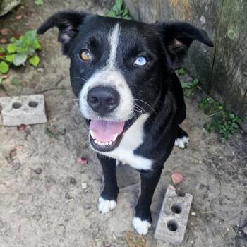 Rex -  Border Collie and Black Labrador Retriever Dog for Adoption in Longview, Texas - Rex | PetCurious