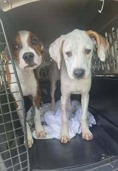 Sibbies : Bruce -  Boxer Dog for Adoption in Aurora, Indiana - Sibbies : Bruce | PetCurious