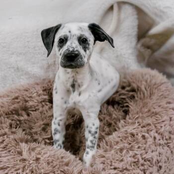 Pepper -  Dalmatian Dog for Adoption in Valparaiso, Indiana - Pepper | PetCurious