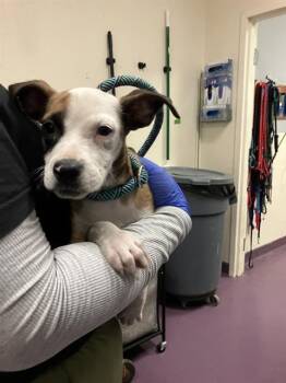 Pit Bull Terrier and Mixed Breed Dogs Available for Adoption in Long Beach, California - CYNDER | PetCurious