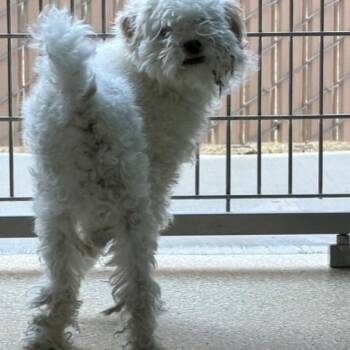 Poodle Dogs Available for Adoption - Cocoa | PetCurious