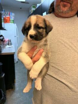 German Shepherd Dog and Great Pyrenees Dogs Available for Adoption in Bowling Green, Kentucky - Isla | PetCurious