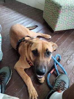Rescue German Shepherd Dog and Mixed Breed Dogs for Adoption in Pontiac, Michigan - **PLEASE READ FULL DESCRIPTION** Little Boy | PetCurious