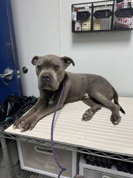 Pit Bull Terrier Dogs Available for Adoption - Doobs -- URGENT! | PetCurious