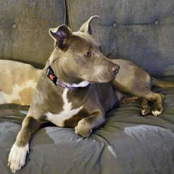 Indie -  Mixed Breed Dog for Adoption in New York, New York - Indie | PetCurious