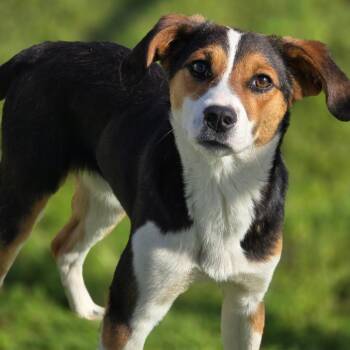 Beagle Dogs Available for Adoption in Enid, Oklahoma - Peter | PetCurious