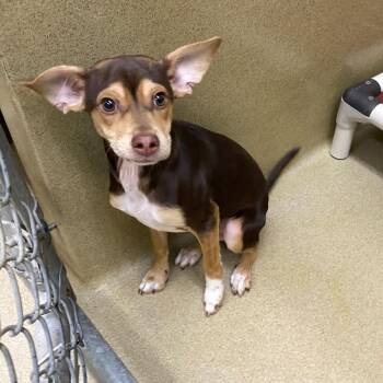 Chihuahua Dogs Available for Adoption in Monroe, Georgia - Knuckles #22716 | PetCurious