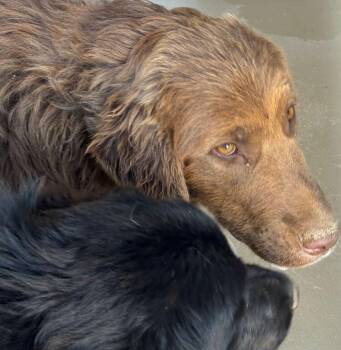 Wildrose -  Great Pyrenees Dog for Adoption in Kingman, Arizona - Wildrose | PetCurious