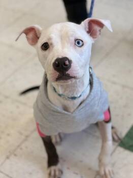 Marsha -  Pit Bull Terrier Dog for Adoption - Marsha | PetCurious