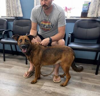 Kismet -  Shepherd Dog for Adoption in Princeton, Massachusetts - Kismet | PetCurious