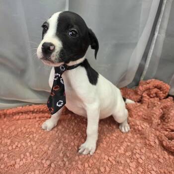 Australian Cattle Dog Blue Heeler Dogs Available for Adoption in Foley, Alabama - Smith | PetCurious