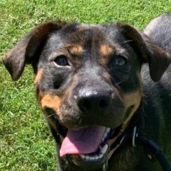 Spud (20260923-02) -  Shepherd Dog for Adoption in Niagara Falls, Ontario - Spud (20260923-02) | PetCurious