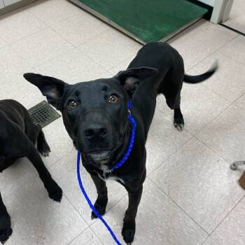 Rescue Dutch Shepherd and Black Labrador Retriever Dogs for Adoption in West Palm Beach, Florida - Fernando | PetCurious