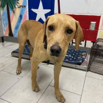 Black Mouth Cur Dogs Available for Adoption - Delilah | PetCurious