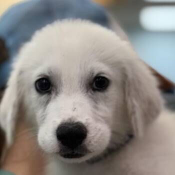 FWT Fideo -  Great Pyrenees and Mixed Breed Dog for Adoption in Midland, Texas - FWT Fideo | PetCurious