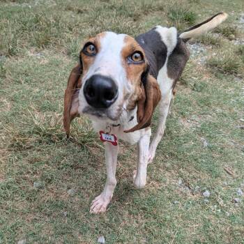 Faye -  Hound Dog for Adoption in Wake Forest, North Carolina - Faye | PetCurious