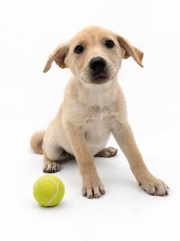 Maple -  Labrador Retriever and Mixed Breed Dog for Adoption in Bowling Green, Kentucky - Maple | PetCurious