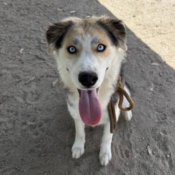 Siberian Husky Dogs Available for Adoption in San Jacinto, California - Timber | PetCurious