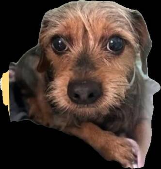 King -  Yorkshire Terrier Dog for Adoption in Baldwin, New York - King | PetCurious