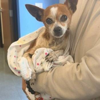 Sweet Pea -  Chihuahua Dog for Adoption in Hawthorne, California - Sweet Pea | PetCurious