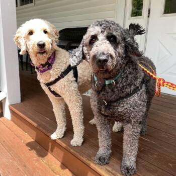 Bentley & Blondie (Courtesy Posting) -  Poodle and Golden Retriever Dog for Adoption in Hopkinton, Massachusetts - Bentley & Blondie (Courtesy Posting) | PetCurious