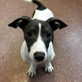 Miracle Whip -  Mixed Breed Dog for Adoption in Asheville, North Carolina - Miracle Whip | PetCurious