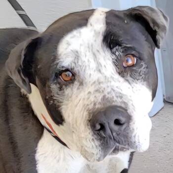 Mixed Breed Dogs Available for Adoption in Las Cruces, New Mexico - 105765 | PetCurious