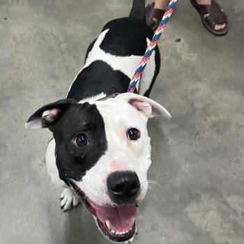 Terrier Dogs Available for Adoption in Tampa, Florida - Ashley | PetCurious
