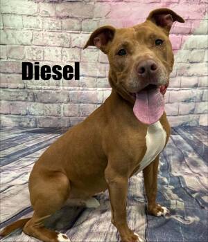Diesel -  Chocolate Labrador Retriever Dog for Adoption in Quincy, Michigan - Diesel | PetCurious