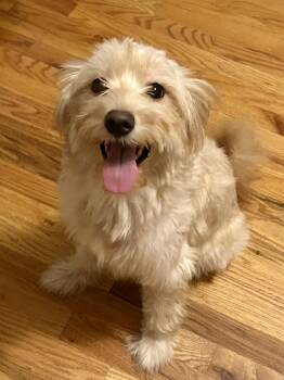 CHILI -  Maltese and Poodle Dog for Adoption in Fosters, Alabama - CHILI | PetCurious