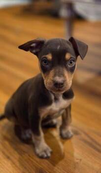 Chihuahua and German Shepherd Dog Dogs Available for Adoption - Sabrina | PetCurious