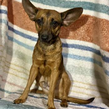 Chiweenie and Mixed Breed Dogs Available for Adoption - Burrito  | PetCurious