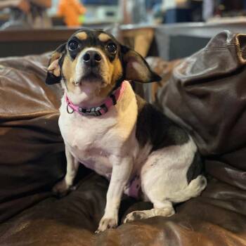 Fatty Patty & Alita -  Chihuahua and Mixed Breed Dog for Adoption in Helena, Alabama - Fatty Patty & Alita | PetCurious