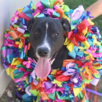 American Staffordshire Terrier Dogs Available for Adoption in San Antonio, Texas - LUCKY | PetCurious