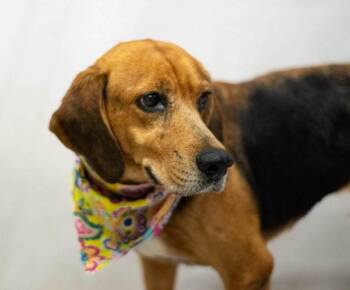 Ariel -  Hound Dog for Adoption in Sanford, Florida - Ariel | PetCurious