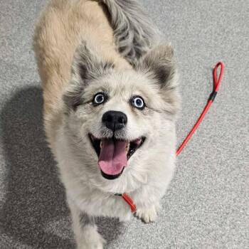Pomsky Dogs Available for Adoption - Zelda  | PetCurious