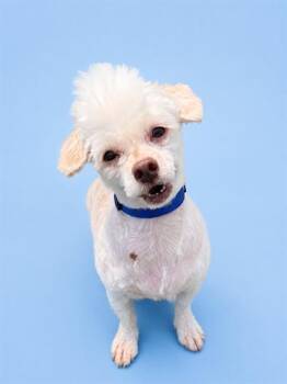 GINGER -  Poodle and Mixed Breed Dog for Adoption in Westminster, Maryland - GINGER | PetCurious