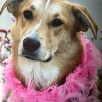 Luna -  Golden Retriever Dog for Adoption in Hutchinson, Kansas - Luna | PetCurious