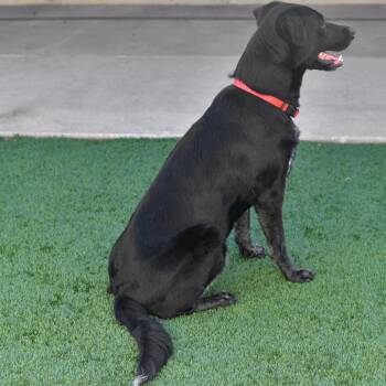 Tipper -  Black Labrador Retriever and Mixed Breed Dog for Adoption in Ottawa, Kansas - Tipper | PetCurious