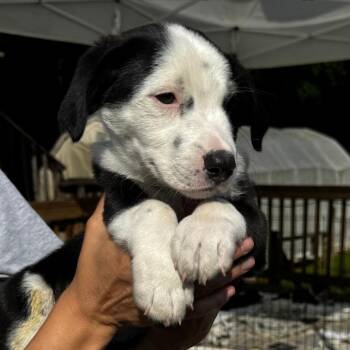 NY Lennox avail Jul 18 (Kent Farmers Market) -  Border Collie and Basset Hound Dog for Adoption in Stormville, New York - NY Lennox Avail Jul 18 (Kent Farmers Market) | PetCurious