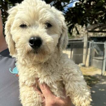 Maltipoo and Shih Tzu Dogs Available for Adoption in Reston, Virginia - Ravishing Rosie | PetCurious