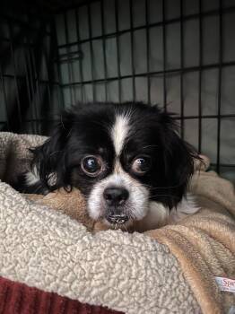 Chevron -  Mixed Breed Dog for Adoption in New York, New York - Chevron | PetCurious