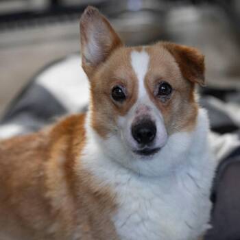 Flapjack (AG26-285) -  Corgi Dog for Adoption in Peyton, Colorado - Flapjack (AG26-285) | PetCurious