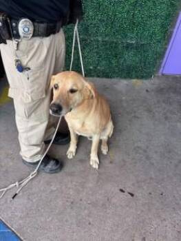 Dusty -  Labrador Retriever and Mixed Breed Dog for Adoption in El Paso, Texas - Dusty | PetCurious