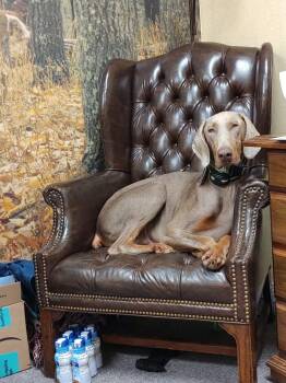 Doberman Pinscher Dogs Available for Adoption in Semmes, Alabama - Theo  | PetCurious