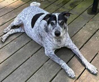 Curly -  Australian Cattle Dog Blue Heeler Dog for Adoption in East Greenwich Township, New Jersey - Curly | PetCurious