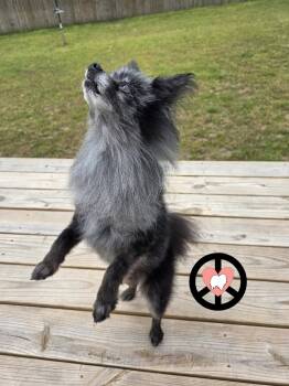 Pomeranian Dogs Available for Adoption - Tank Jr | PetCurious