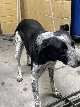 Rescue Australian Cattle Dog Blue Heeler Dogs for Adoption in Stockton, California - NEVILLE | PetCurious