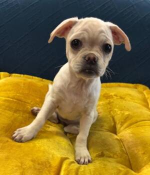Snuggle the Puggle -  Pug and Beagle Dog for Adoption in Los Angeles, California - Snuggle The Puggle | PetCurious